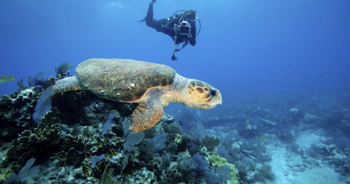 Scuba diver videotapes Loggerhead turtle during dive